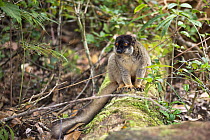 Brown Lemur (Eulemur fulvus) male on fallen trunk, Andasibe Mantadia National Park, Madagascar, Africa