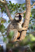 Rufous Brown Lemur (Eulemur rufus) male climbing tree,  Andasibe Mantadia National Park, Madagascar, Africa