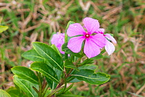 Madagascar Periwinkle (Catharanthus roseus) from the rainforest which is used for traditional medicines, Madagascar, Africa