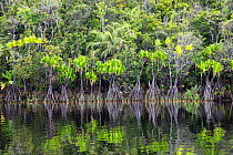 Rainforest along Canal de Pangalanes, East Madagascar, Africa