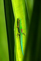 Lined Day Gecko (Phelsuma lineata bifasciata) on leaf, Canal de Pangalanes, East Madagascar, Africa