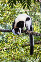 Black and white ruffed Lemur (Varecia variegata) on branch, East Madagascar, Africa