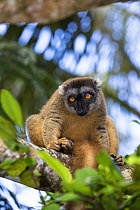 Brown Lemur (Eulemur fulvus) female on branch, East Madagascar, Africa