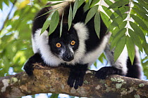 Black and white ruffed Lemur (Varecia variegata) portrait, East Madagascar, Africa