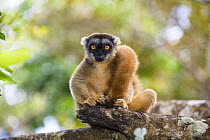 Brown Lemur (Eulemur fulvus) female portrait, East Madagascar, Africa