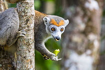 Crowned lemur (Eulemur coronatus) feeding North Madagascar, Africa