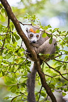 Crowned lemur (Eulemur coronatus) female on branch, North Madagascar, Africa