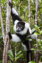 Black and white ruffed Lemur (Varecia variegata) climbing through rainforest trees,  East Madagascar, Africa