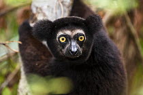 Indri (Indri indri) dark color variant, in rainforest, East-Madagascar, Africa, captive