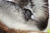 Indri (Indri indri) with resting baby, rainforest, East-Madagascar, Africa