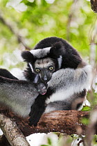 Indri (Indri indri) grooming baby in rainforest, East-Madagascar, Africa