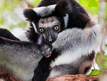 Indri (Indri indri) grooming baby in rainforest, East-Madagascar, Africa