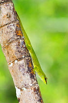 Great Day Gecko  (Phelsuma madagascariensis) Canal de Pangalanes, East Madagascar, Africa