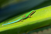 Lined Day Gecko (Phelsuma lineata bifasciata) on leaf, Canal de Pangalanes, East Madagascar, Africa