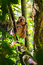 Golden Bamboo Lemur (Hapalemur aureus) male eating bamboo-shoot, rainforest of Ranomafana, Hapalemur aureus, Madagascar, Africa.
