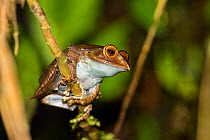 Frog (Boophis madagascariensis) in rainforest of Ranomafana, Ranomafana National Park, Madagascar, Africa