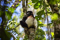 Milne Edwards Sifaka ( Propithecus edwardsi) Ranomafana, Madagascar