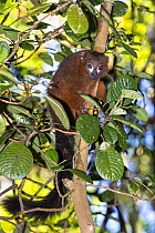 Red-bellied Lemur (Eulemur rubriventer) in tree, Ranomafana National Park, Madagascar, Africa