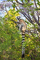 Ringtailed Lemur (Lemur catta) in tree, near Ambalavao, Madagascar, Africa