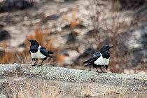 Pied Crows (Corvus albus) pn rocks, Andringitra National Park, Madagascar, Africa