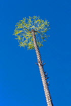 Tree in Thorny forest (Alluaudia procera) near Andohahela National Park, South Madagascar, Africa