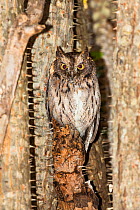 Madagascar Scops-owl (Otus rutilus) perched in thorny tree, in the Thorny forest, Berenty reserve, South Madagascar, Africa