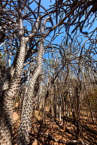 Octopus trees (Didierea trolli) in Thorny forest, Didiereaceae, Didierea trollii, Berenty Reserve, South Madagascar, Africa