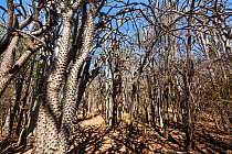 Octopus trees (Didierea trollii) in Thorny forest, Berenty Reserve, South Madagascar, Africa