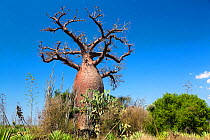 Baobab (Adansonia rubrostipa) Berenty Reserve, South Madagascar