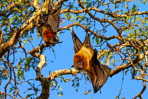 Flying Foxes (Pteropus rufus) roosting in Tamarind tree (Tamarindus indica), Berenty Reserve, South Madagascar, Africa