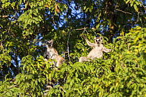 Ringtailed Lemurs (Lemur catta) sunbathing in Tamarind tree, Berenty Reserve, Madagascar, Africa