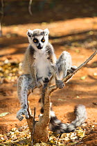 Ringtailed Lemur (Lemur catta) male, Berenty Reserve, South Madagascar, Africa