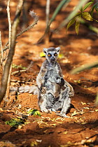 Ringtailed Lemur with baby (Lemur catta) Berenty Reserve, South Madagascar, Africa