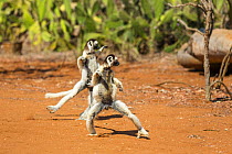 Verreaux Sifakas (Propithecus verreauxi) dancing, Berenty Reserve, Madagascar, Africa