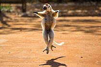 Verreaux Sifaka (Propithecus verreauxi) dancing, Berenty Reserve, Madagascar, Africa