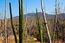 Thorny forest, between Tolagnaro and Andohahela National Park, Anosy Mountains, South Madagascar, Africa