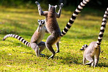 Ringtailed Lemurs playing (Lemur catta) Nahampoana Reserve, South Madagascar, Africa