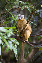 Red-collared Brown Lemur (Eulemur collaris) female, Nahampoana Reserve, South Madagascar, Africa