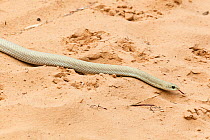 Blonde Hognose Snake (Leioheterodon modestus) near Morondava, Madagascar, Africa