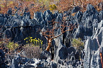 Rock formation with vegetaition in the Tsingy-de-Bemaraha National Park, Mahajanga, Madagascar, Africa