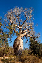 Baobabs (Adansonia rubrostipa) growing inter-twined with each other, near Morondava, Madagascar