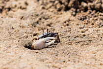Fiddler Crab (Uca) male on beach signalling with claw , Morondava, West Madagascar, Africa