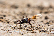 Fiddler Crab (Uca) male on beach signalling with claw , Morondava, West Madagascar, Africa