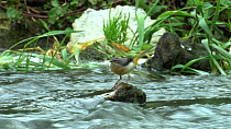 Grey wagtail (Motacilla cinerea) catching insects, River Stour, Dorest, England, UK, October.