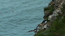 Pair of Atlantic puffins (Fratercula arctica) on cliff face, with one taking flight, Bempton Cliffs RSBP Reserve, Yorkshire, England, UK, June.