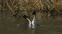 Pair of Great crested grebes (Podiceps cristatus) courting, West Sussex, England, UK, March.