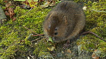 European Water vole (Arvicola amphibius) eating a leaf on a stream bank, West Sussex, England, UK, May.