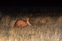Aardvark (Orycteropus afer) in grassland at night, South Africa