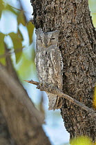 African Scops Owl (Otus senegalensis) Kgalagadi National Park, South Africa
