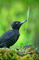 Black Woodpecker (Dryocopus martius) anting - allowing ants on its feathers for the formic acid they produce - which may help against parasites, France